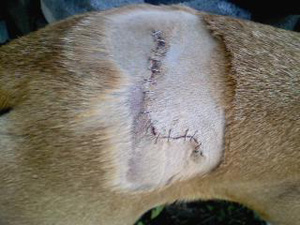 Buddy's Leg Stitched