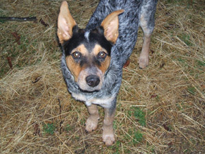 Jasper, helped 2011