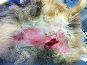 Luke's Wound
