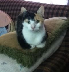 Sally the cat